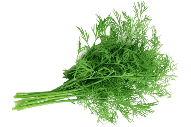 herbs-dill-live