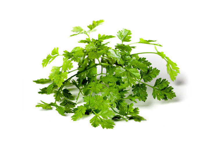chervil-scale